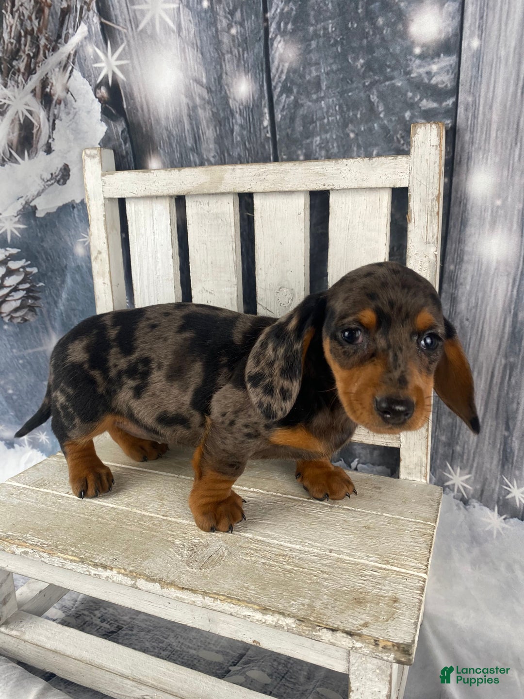 Miniature Dachshund dogs for sale: Julie - Ad 9