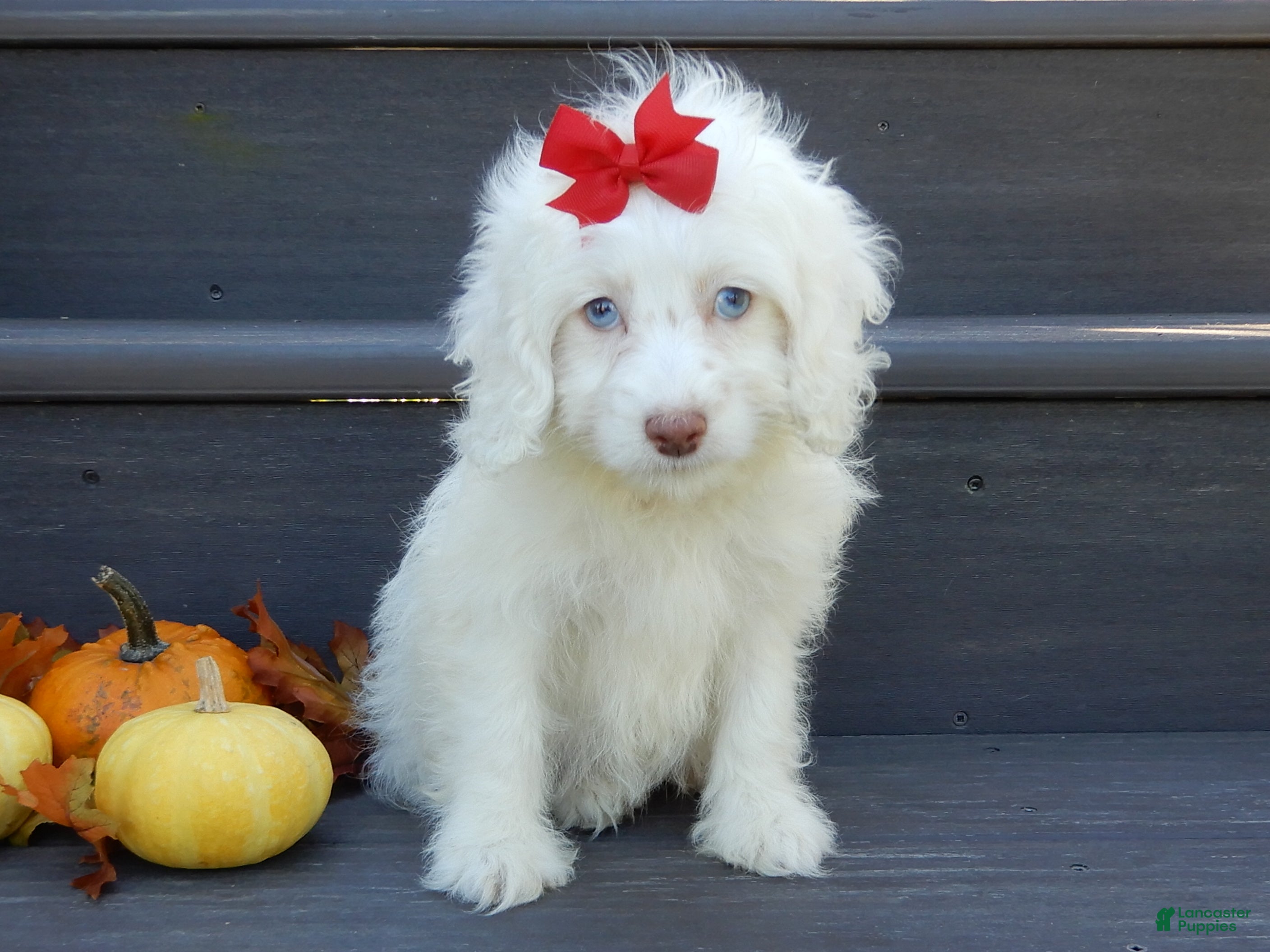 Cockapoo dogs Angel - Ad 2