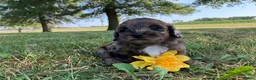 Shihpoo dogs for sale: May - Ad 6