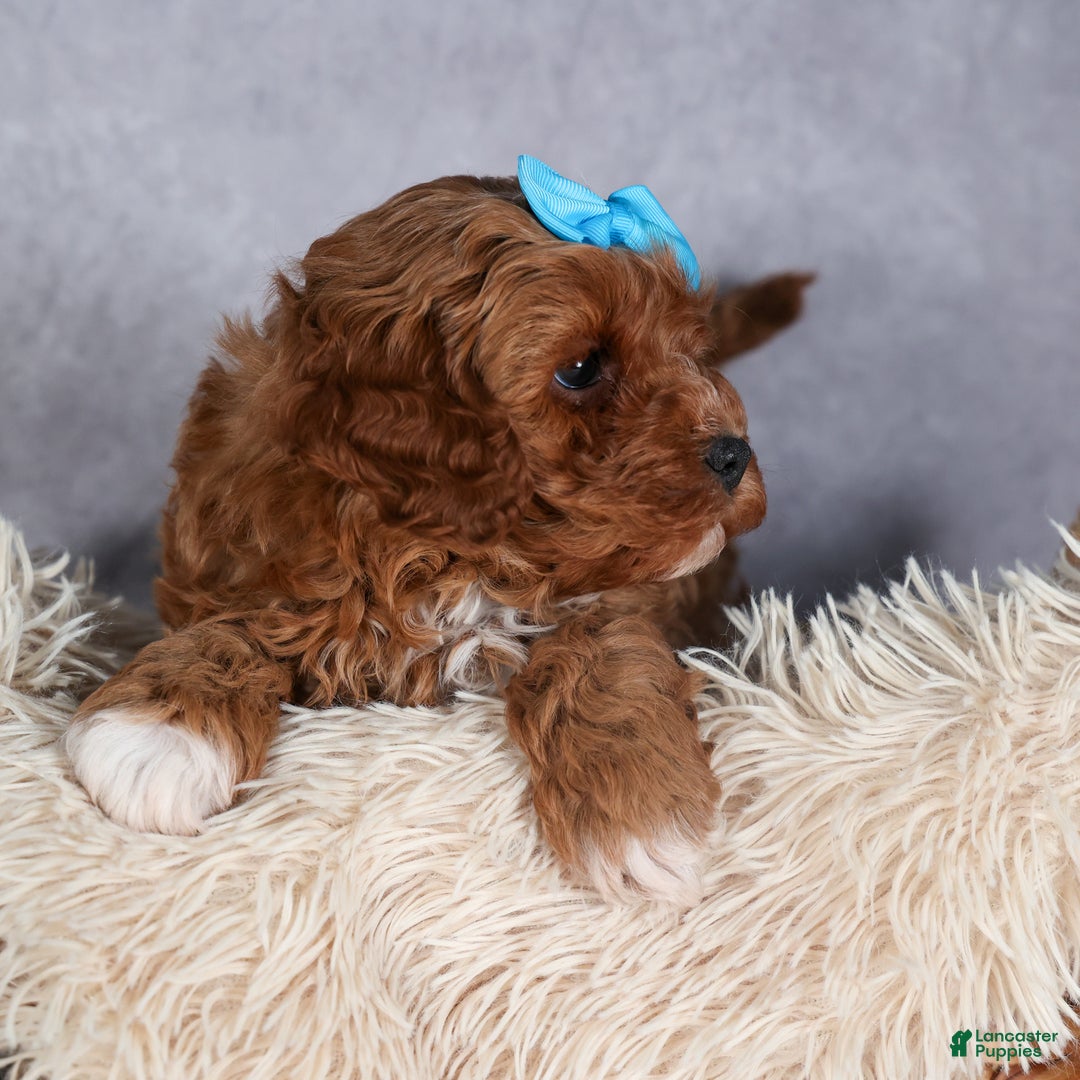 Cavapoo dogs for sale: OLLIE - Ad 11