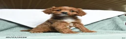 Cavapoo dogs for sale: Bella   - Ad 3