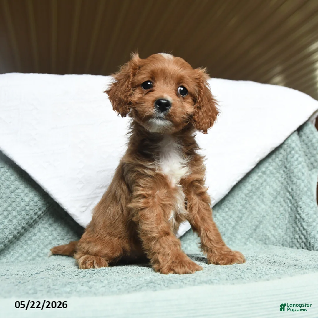 Cavapoo dogs for sale: Bella   - Ad 3