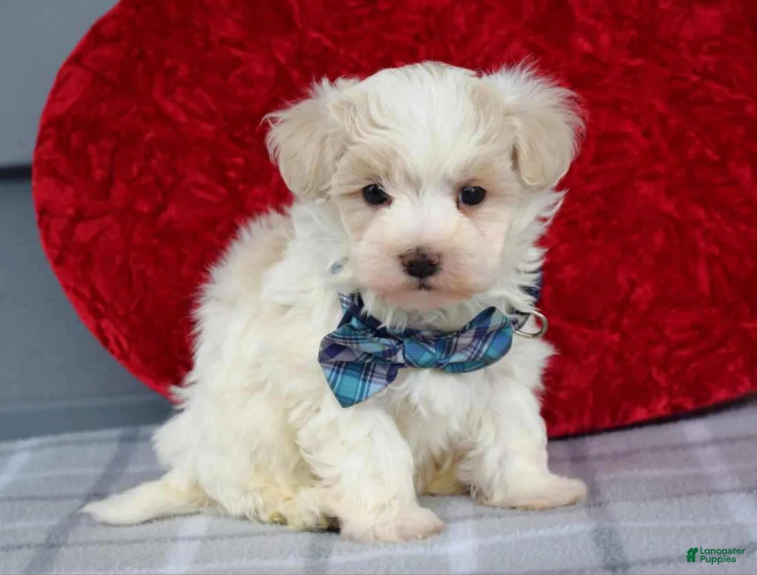 Maltipoo dogs for sale: Caleb  - Ad 4