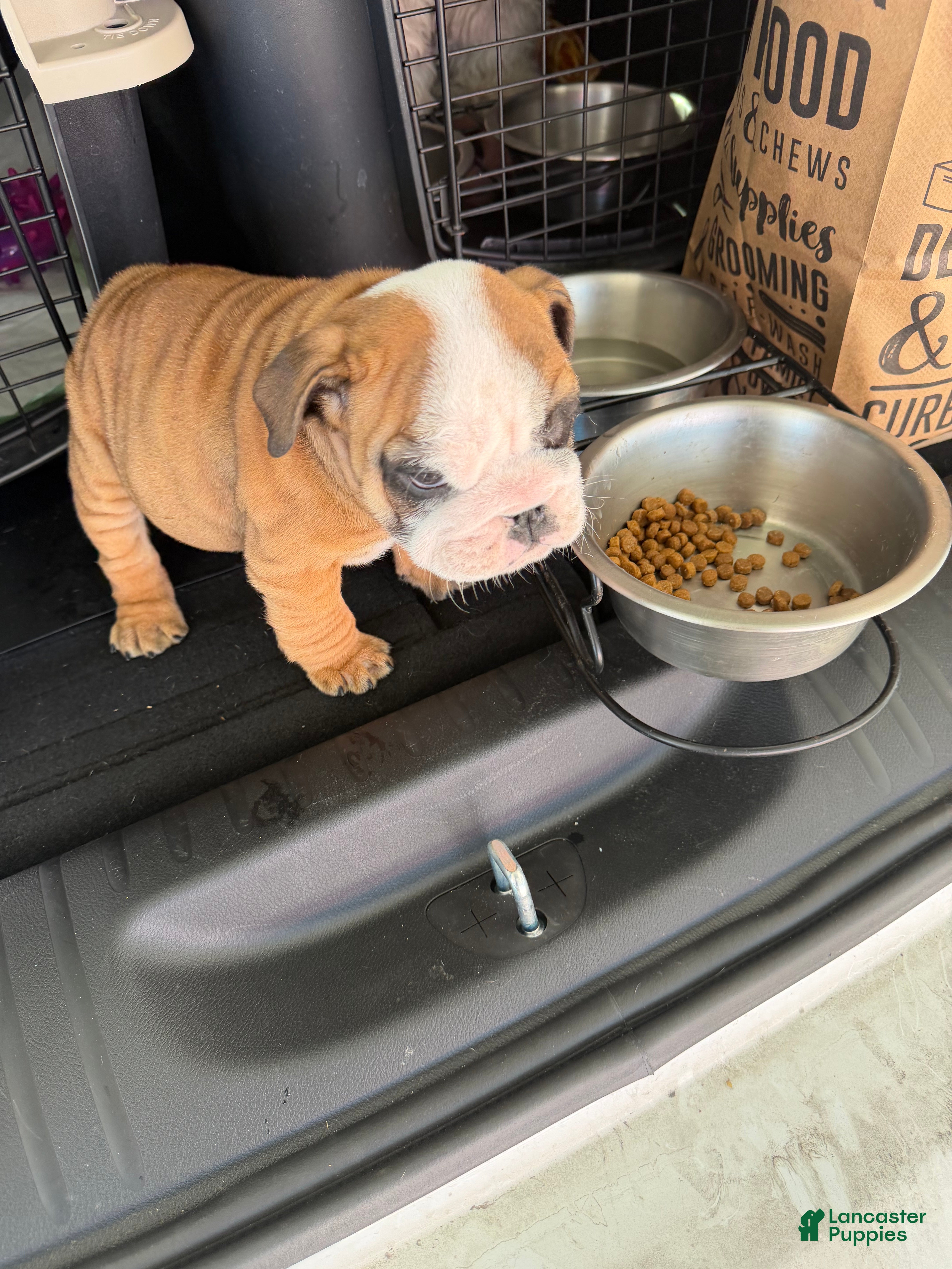 English Bulldog dogs English Bulldog Puppy 1 - Ad 8