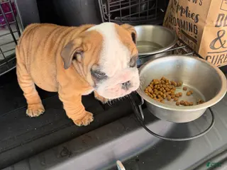 English Bulldog dogs English Bulldog Puppy 1 - Ad 8