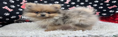 Pomeranian Puppy 2