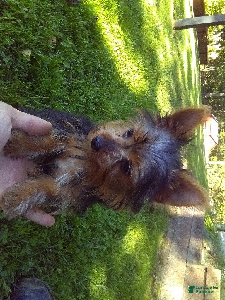 Yorkshire Terrier dogs Vicki - Ad 1