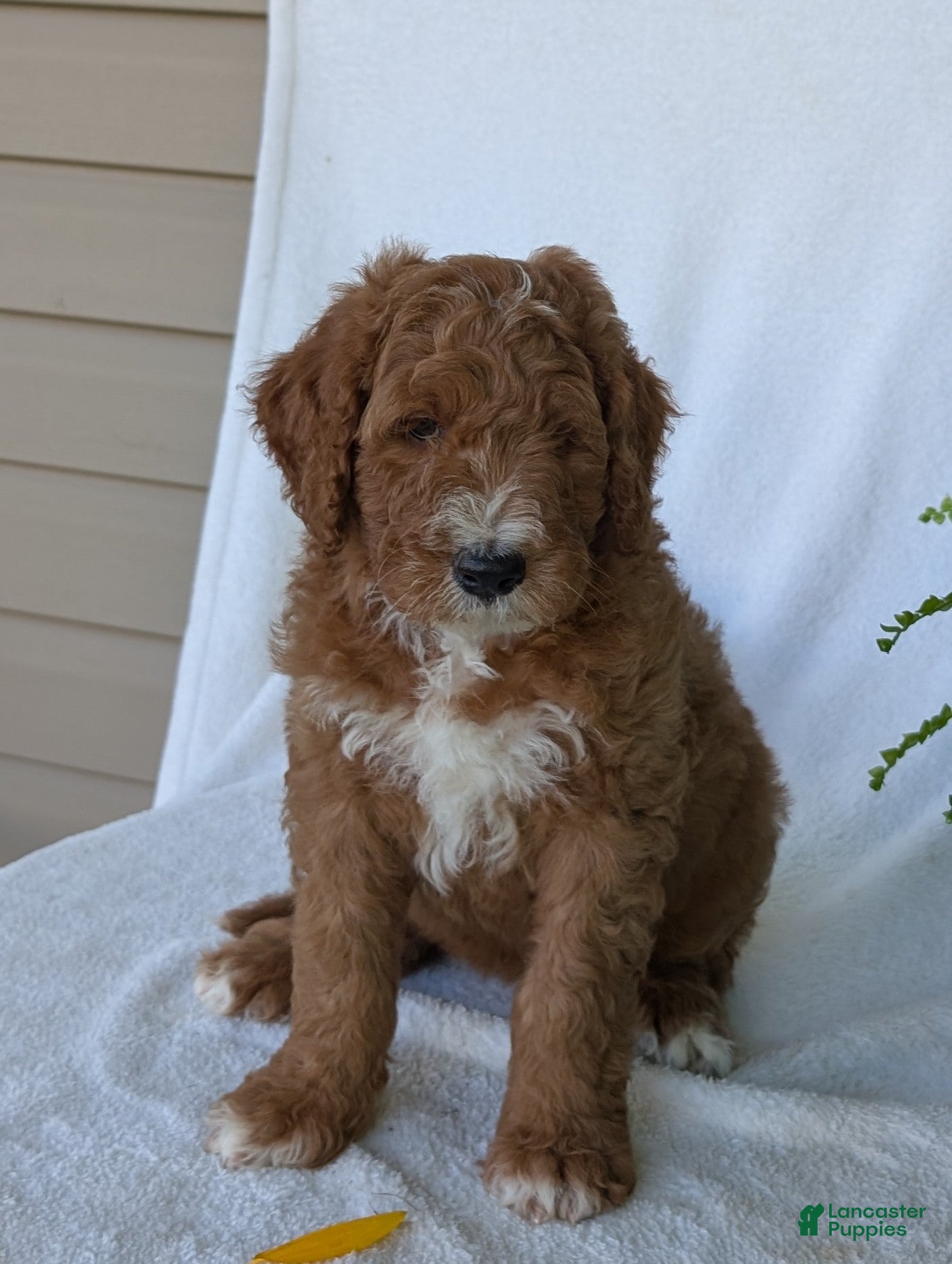 Goldendoodle dogs Lela  - Ad 1