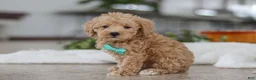 Schnoodle dogs for sale: Ollie - Ad 3