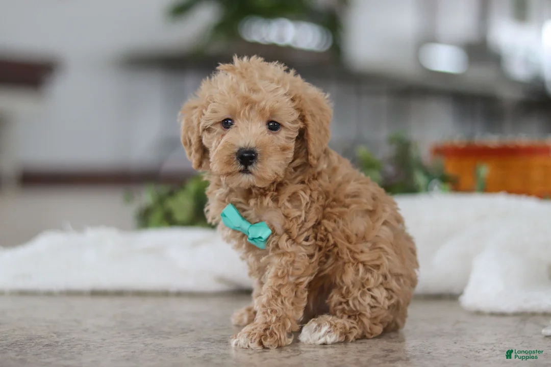 Schnoodle dogs for sale: Ollie - Ad 3