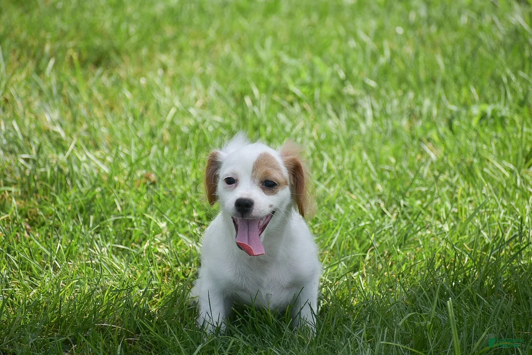 Mixed Breed dogs for sale: Mariah - Ad 3