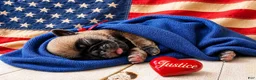Pug dogs for sale: Justice - Ad 1