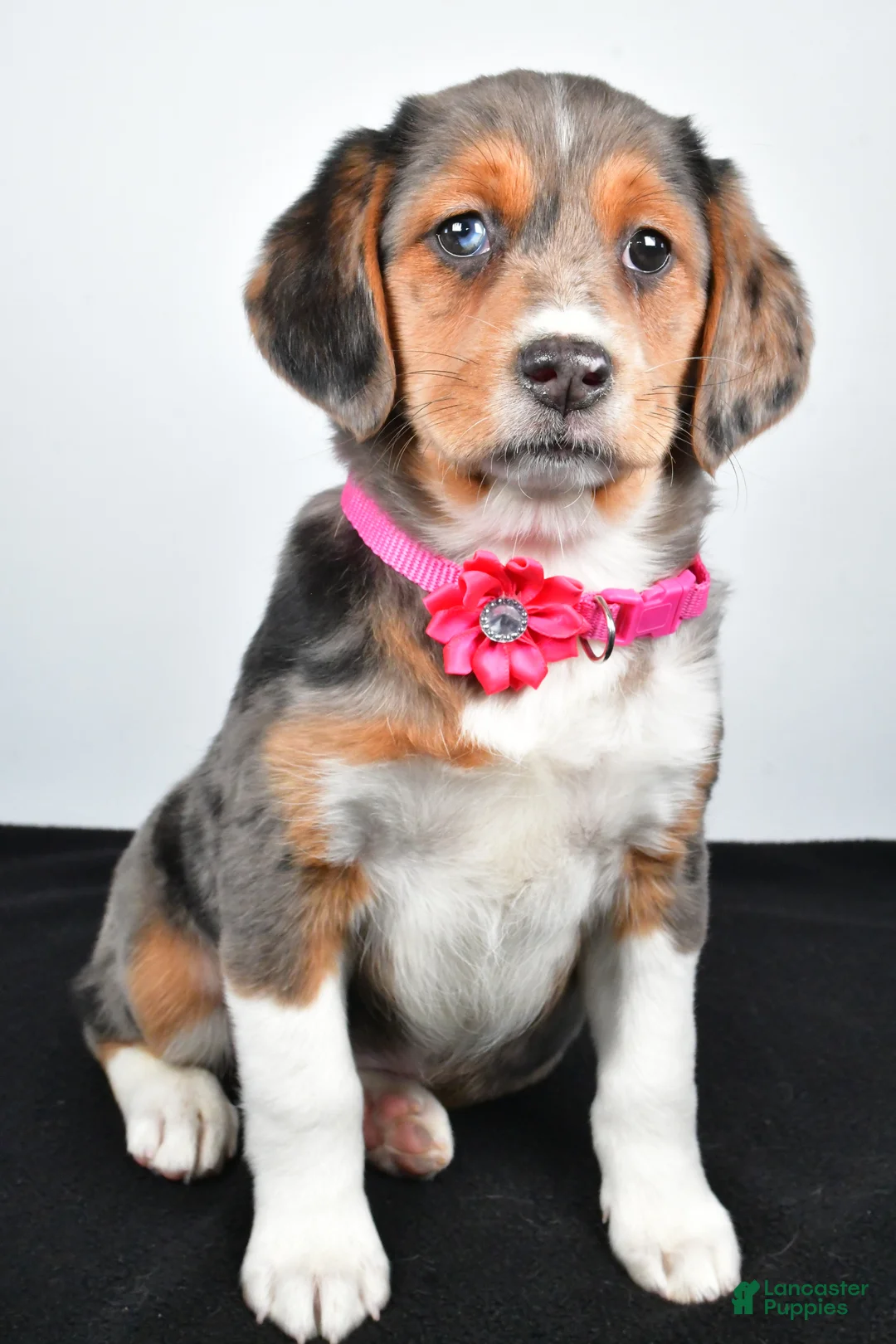 Mixed Breed dogs for sale: Tabbi - Ad 9