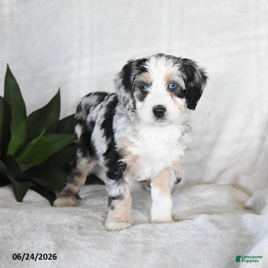 Bernedoodle dogs Nova - Ad 1