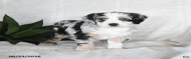 Nova