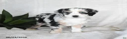 Bernedoodle dogs for sale: Nova - Ad 1