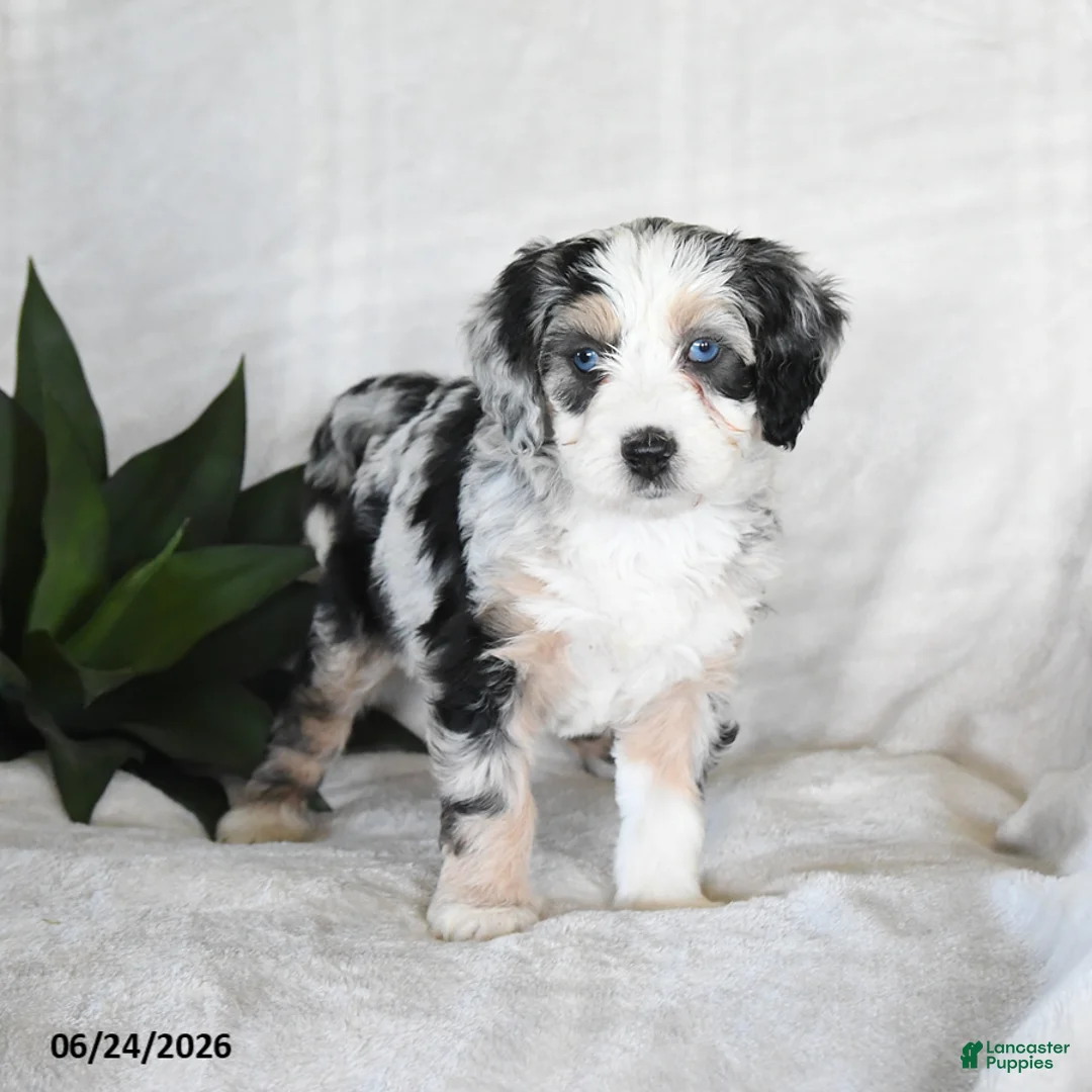 Bernedoodle dogs for sale: Nova - Ad 1