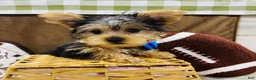 Yorkshire Terrier dogs for sale: Snickers - Ad 11