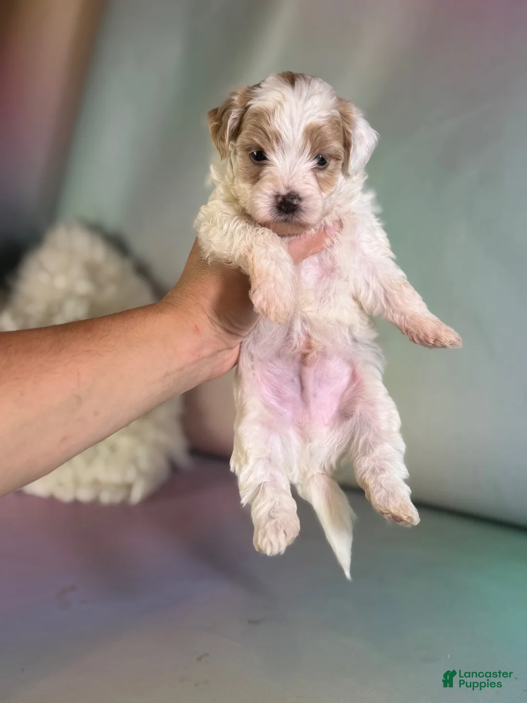 Maltipoo dogs for sale: Mater - Ad 1