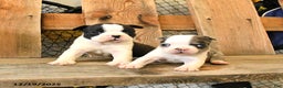 Boston Terrier dogs for sale: Milo - Ad 3