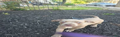American Bully 4