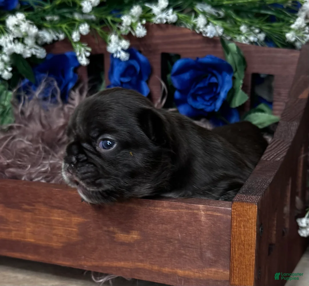 French Bulldog dogs for sale: Truffles  - Ad 1