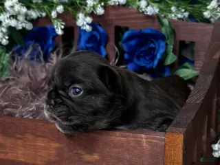 French Bulldog dogs Truffles - Ad 24