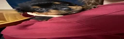 Rottweiler dogs for sale: Rottweiler Puppy 7 - Ad 7