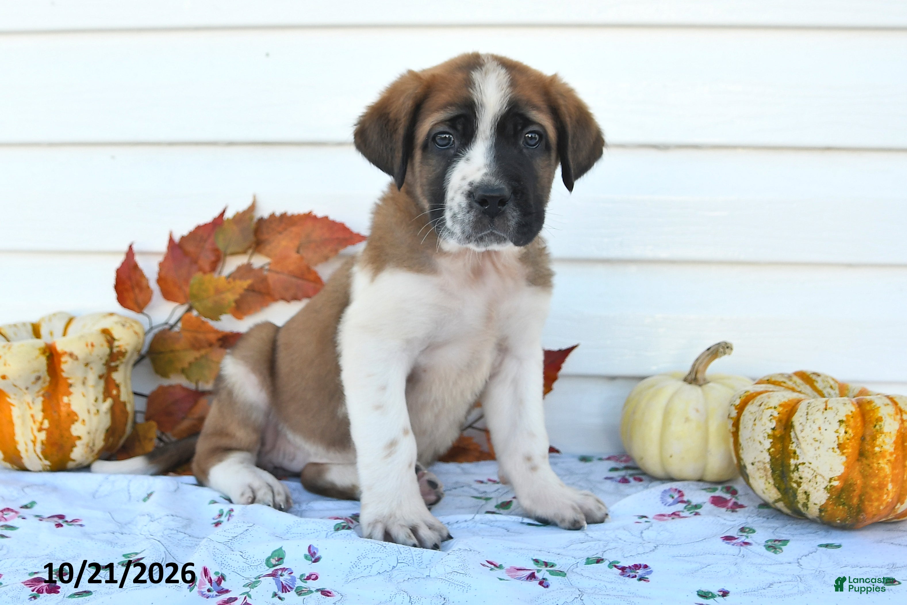Saint Bernard dogs Dori - Ad 1