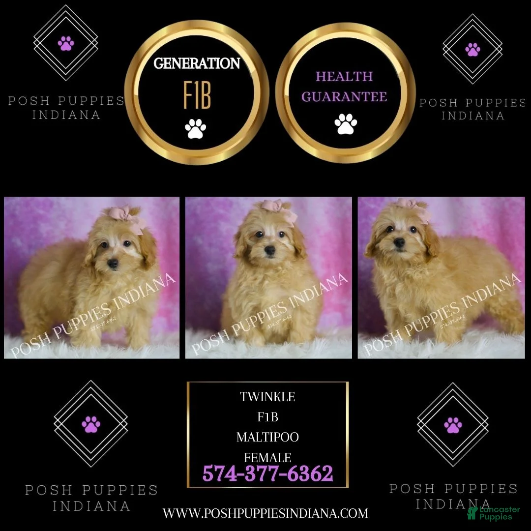 Maltipoo dogs for sale: Twinkle - Ad 7