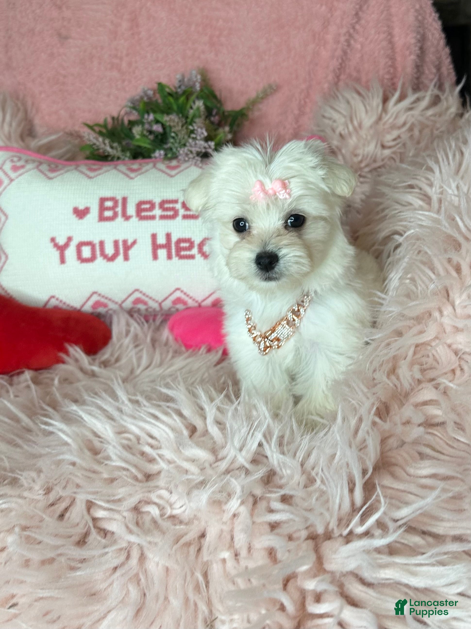 Maltese dogs Trinity - Ad 1