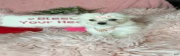 Maltese dogs for sale: Trinity - Ad 1