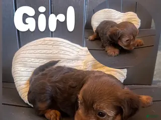 Yorkshire Terrier dogs for sale: Yorkshire Terrier 5 - Ad 4