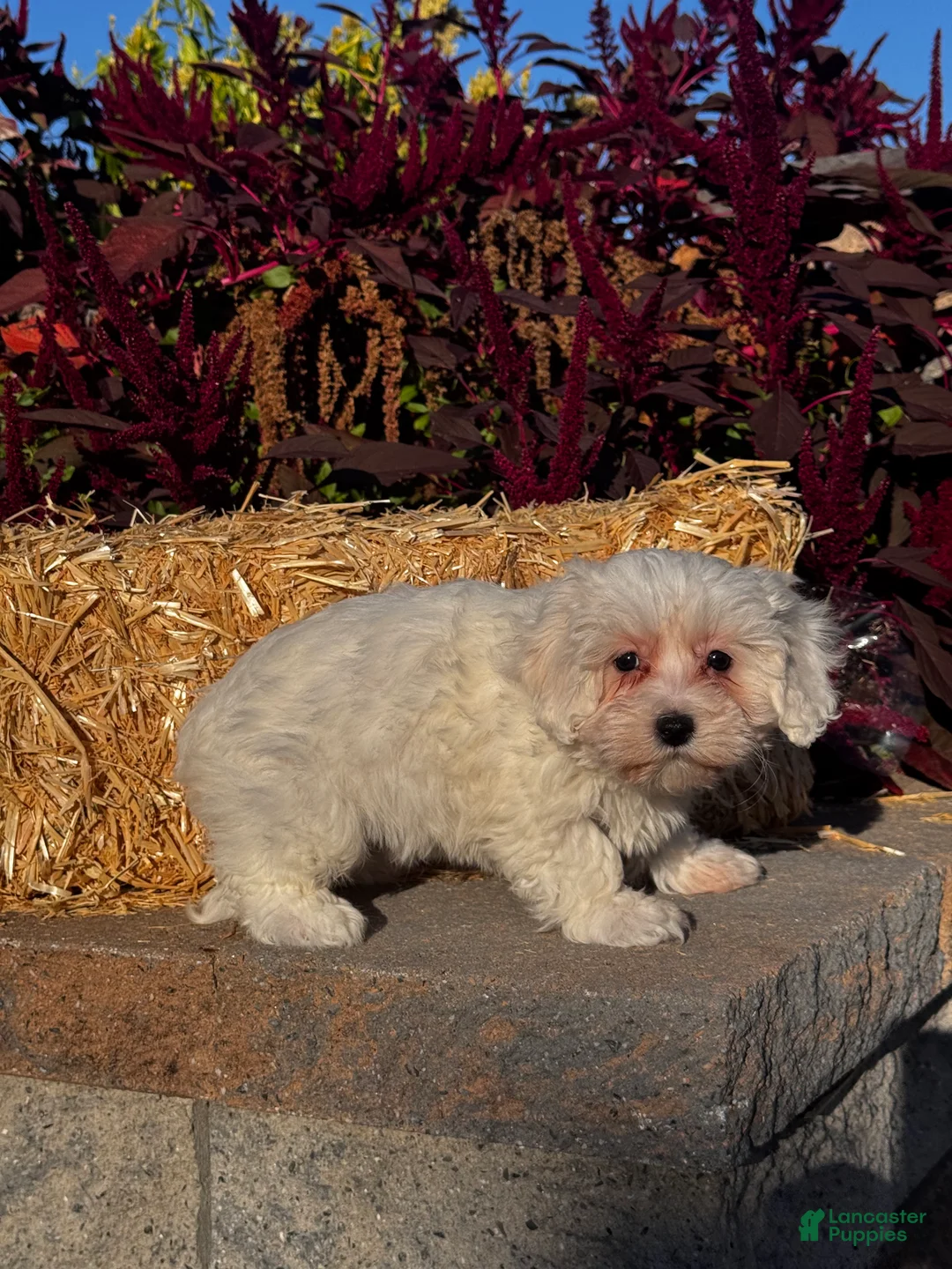 Coton De Tulear dogs for sale: Cookie  - Ad 2