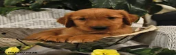 Golden Retriever dogs for sale: Bill - Ad 2