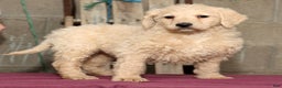 Labradoodle dogs for sale: Reese - Ad 3