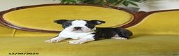 Boston Terrier dogs for sale: Comet - Ad 9