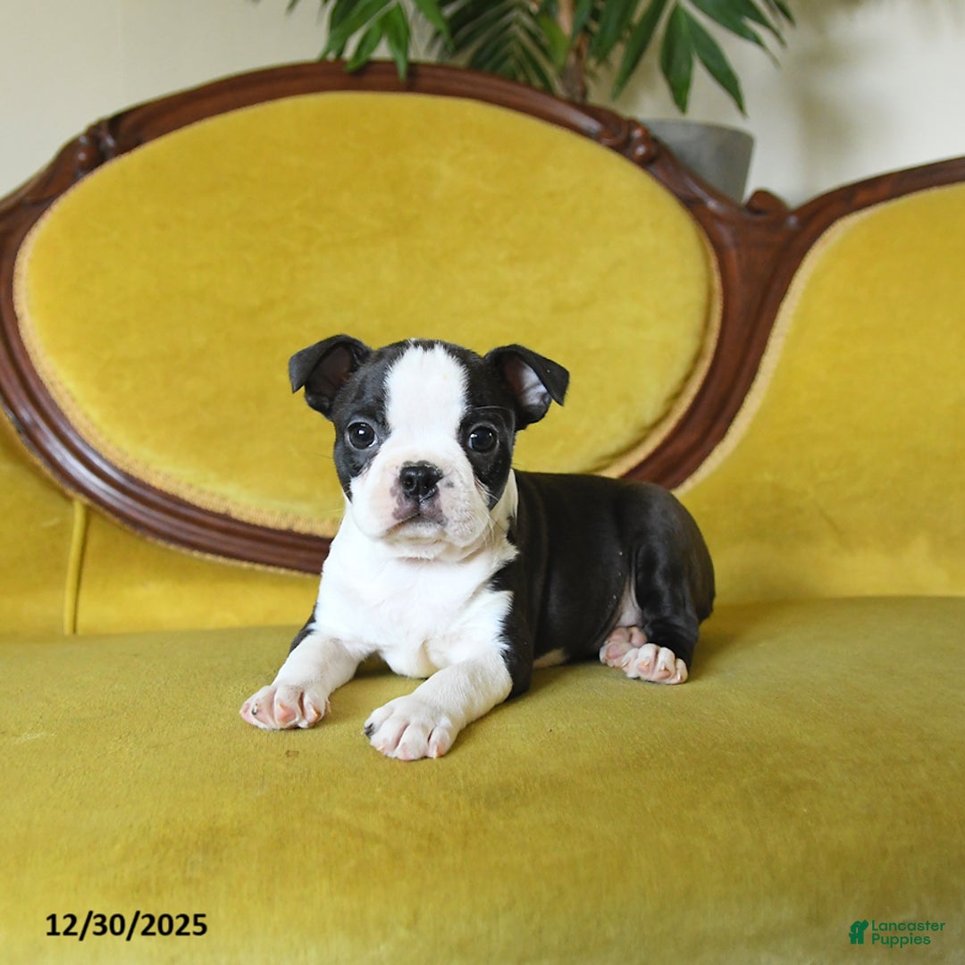 Boston Terrier dogs for sale: Comet - Ad 9