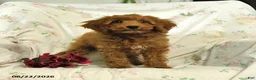 Mini Goldendoodle dogs for sale: Morgan - Ad 4