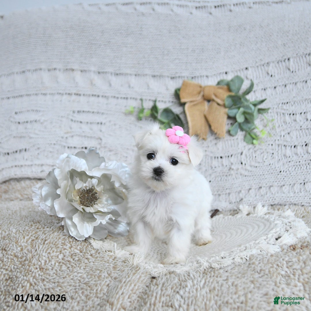 Maltese dogs for sale: Sweetheart EXTRA SMALL - Ad 4