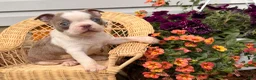 Boston Terrier dogs for sale: Lilac  - Ad 3