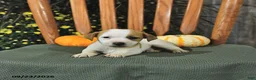 Jack Russell Terrier dogs for sale: Fletcher - Ad 3