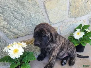 English Mastiff dogs for sale: Freddy - Ad 1