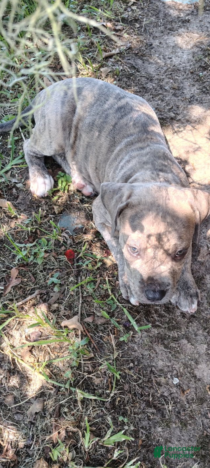 American Bully dogs American Pit terrier  - Ad 1
