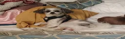 Mixed Breed dogs for sale: Cody - Ad 7