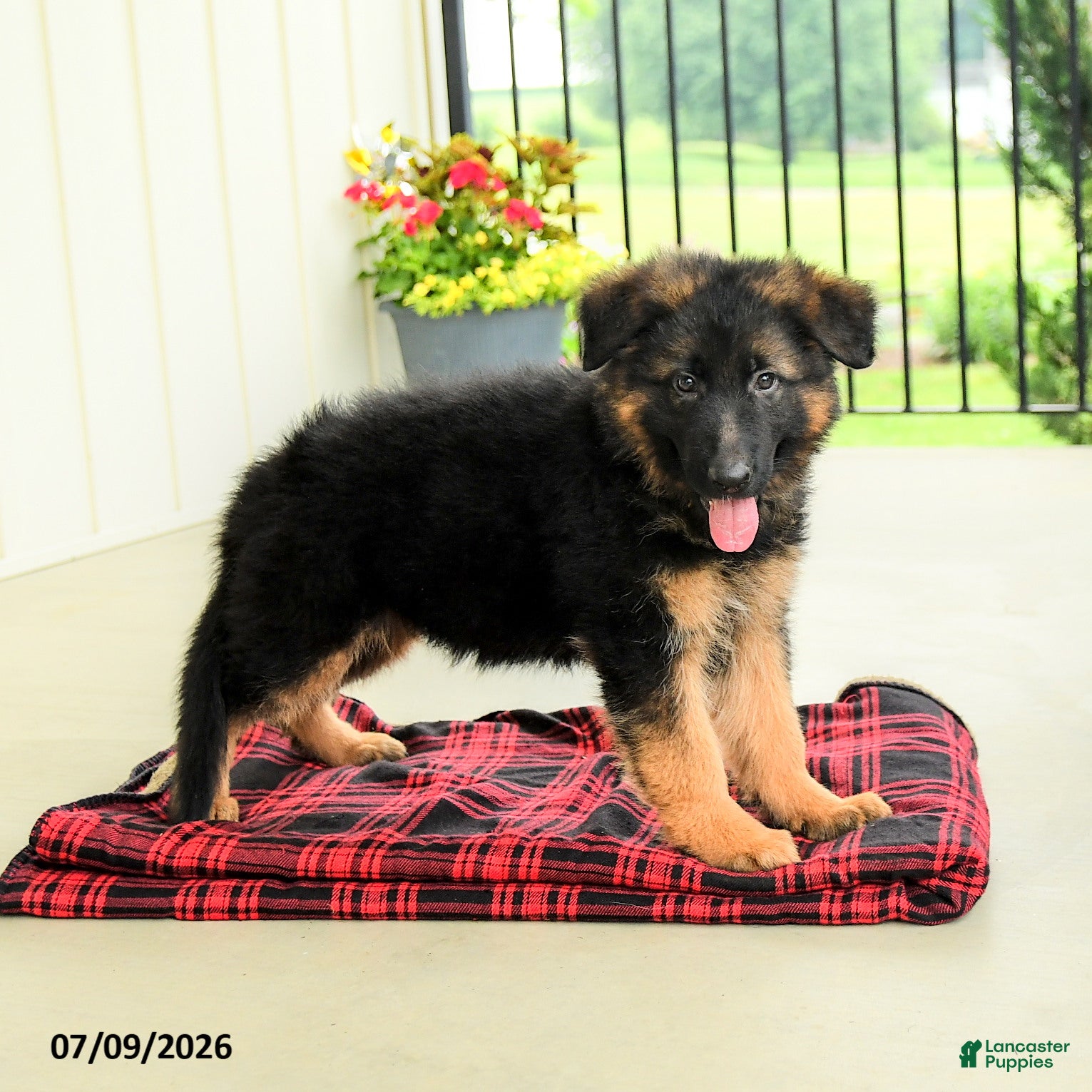 German Shepherd dogs Rosalie - Ad 1