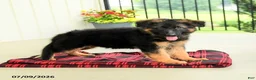 German Shepherd dogs for sale: Rosalie - Ad 1