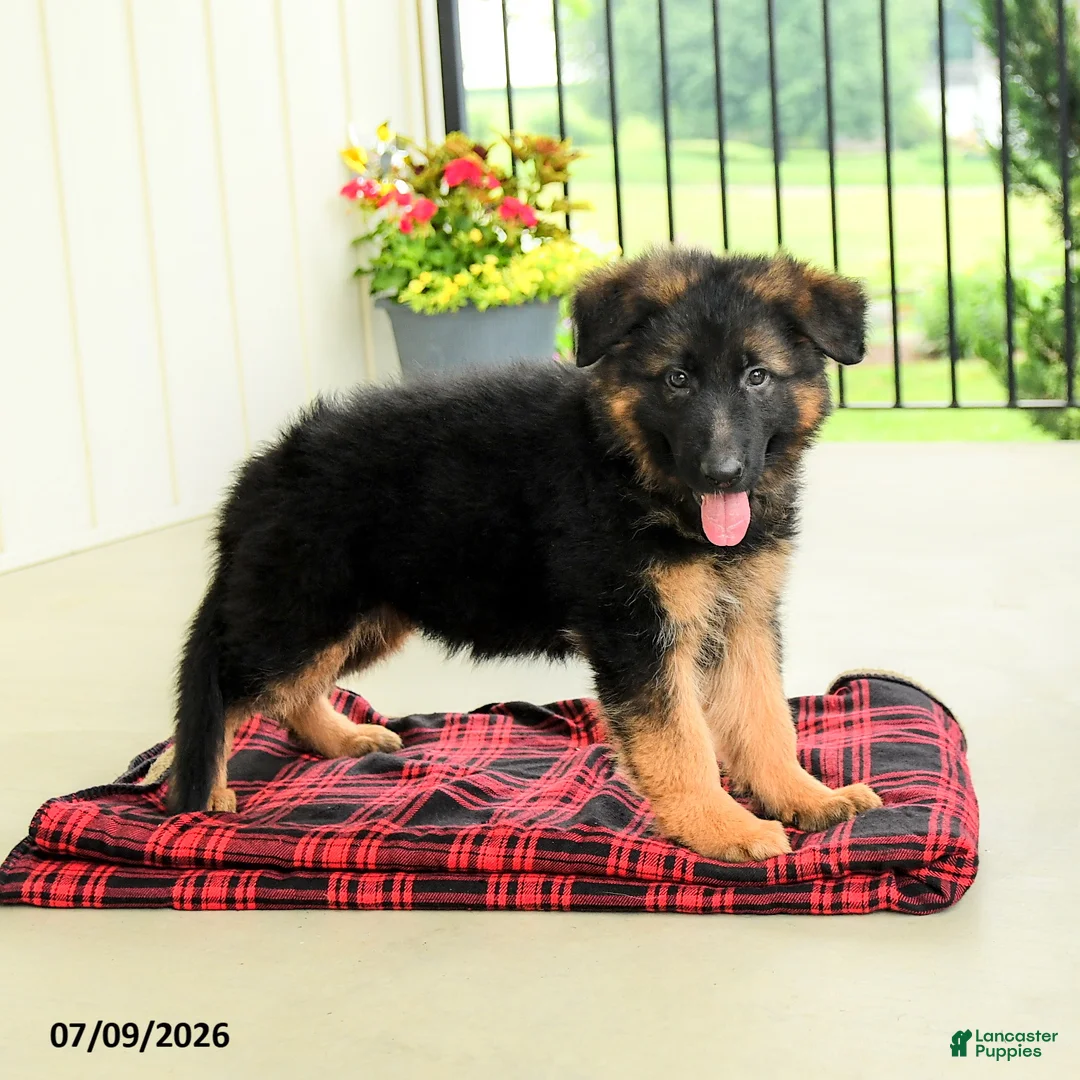 German Shepherd dogs for sale: Rosalie - Ad 1