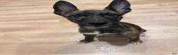 Mixed Breed dogs for sale: Mixed Breed 1 - Ad 9