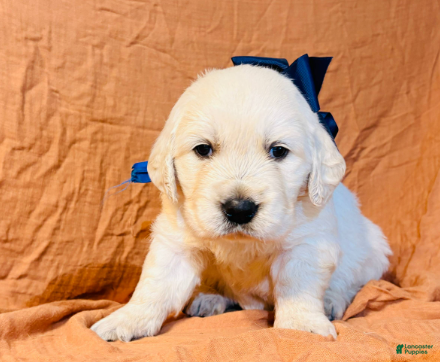 Golden Retriever dogs Blue Boy - Ad 1